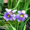 Sisyrinchium Bellum -Plants Sales Store SISY 64642 A