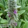 Stachys Lanata -Plants Sales Store STAC LANATA S45015