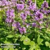 Stachys Macrantha 'Superba'
