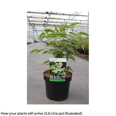 Staphylea Colchica 4 Staphylea Colchica - Image 2