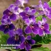 Streptocarpus 'Minnie'