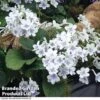 Streptocarpus 'Gwen' 1 Streptocarpus 'Gwen' -Plants Sales Store STRE KC4585 A