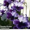 Streptocarpus 'Katie' -Plants Sales Store STRE KC4588 A
