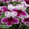 Streptocarpus 'Matilda' 1 Streptocarpus 'Matilda' -Plants Sales Store STREP MH9011 A