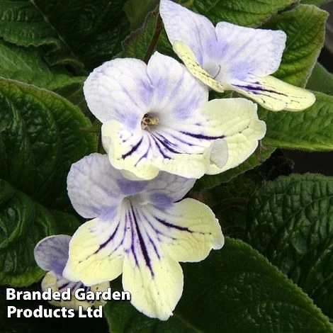 Streptocarpus 'Anwen' 3 Streptocarpus 'Anwen'