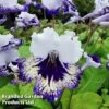 Streptocarpus 'Carnival' -Plants Sales Store STRE CARNIVAL S45591
