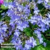 Streptocarpus 'Falling Stars' -Plants Sales Store STRE FALLINGST W45802