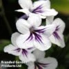 Streptocarpus 'Freya' -Plants Sales Store STRE FREYA1