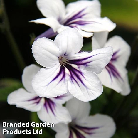 Streptocarpus 'Freya' 3 Streptocarpus 'Freya'