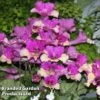 Streptocarpus 'Harlequin Dawn' -Plants Sales Store STRE HARLDAWN WKF1110