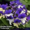 Streptocarpus 'Harlequin Purple' 2 Streptocarpus 'Harlequin Purple' -Plants Sales Store STRE HARLEQUIN W45070A