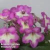 Streptocarpus 'Isla' -Plants Sales Store STRE ISLA S45594