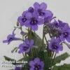 Streptocarpus 'Lucille' -Plants Sales Store STRE LUCILE S45595