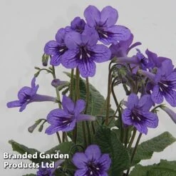 Streptocarpus 'Lucille'