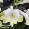 Streptocarpus 'Luna' -Plants Sales Store STRE LUNA WKF1113