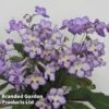 Streptocarpus 'Mabel' -Plants Sales Store STRE MABEL S45596