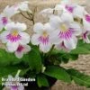 Streptocarpus 'Myfanwy' -Plants Sales Store STRE MYFANWY S38603