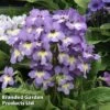 Streptocarpus 'Natalie' -Plants Sales Store STRE NATALIE S38594