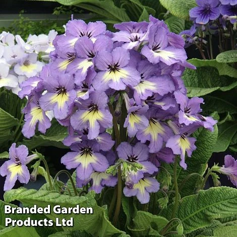 Streptocarpus 'Natalie' 3 Streptocarpus 'Natalie'