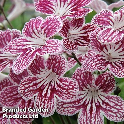 Streptocarpus 'Polka-Dot Red' 3 Streptocarpus 'Polka-Dot Red'