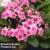 Streptocarpus 'Tina' -Plants Sales Store STRE TINA S38577