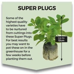 New Release -Plants Sales Store SUPERPLUG1