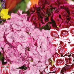 Sweet William 'Mixed' -Plants Sales Store Sweet William Messenger USE