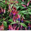 Fuchsia 'Genii' (Hardy) -Plants Sales Store T57750 FUCH 2