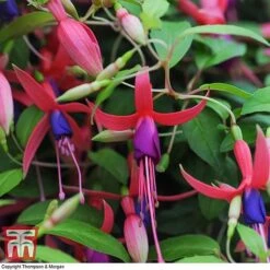 Fuchsia 'Genii' (Hardy) -Plants Sales Store T57750 FUCH 3
