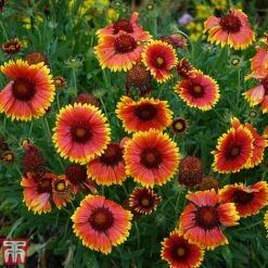 Gaillardia X Grandiflora 'Kobold'