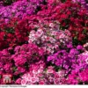 Dianthus 'Festival Mixed' 1 Dianthus 'Festival Mixed' -Plants Sales Store T62655 DIAN 1