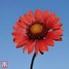Gaillardia Aristata 'Burgundy' 1 Gaillardia Aristata 'Burgundy' -Plants Sales Store T64146 GAIL 1
