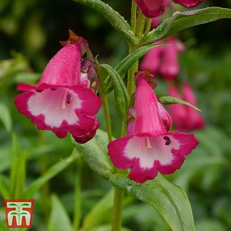 Penstemon 'Pensham Amelia Jayne' 3 Penstemon 'Pensham Amelia Jayne'