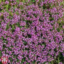Creeping Thyme
