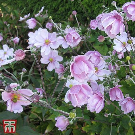 Anemone X Hybrida 'September Charm' 3 Anemone X Hybrida 'September Charm'