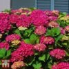 Hydrangea Macrophylla 'Ab Green Shadow' 1 Hydrangea Macrophylla 'Ab Green Shadow' -Plants Sales Store T66229 HYDR 1