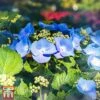 Hydrangea Macrophylla 'Blaumeise' (Teller Blue) -Plants Sales Store T66232 HYDR 1