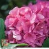 Hydrangea Macrophylla 'King George V' -Plants Sales Store T66234 HYDR 1