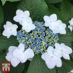 Hydrangea Macrophylla 'Lanarth White'