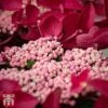Hydrangea Macrophylla 'Rotschwanz'