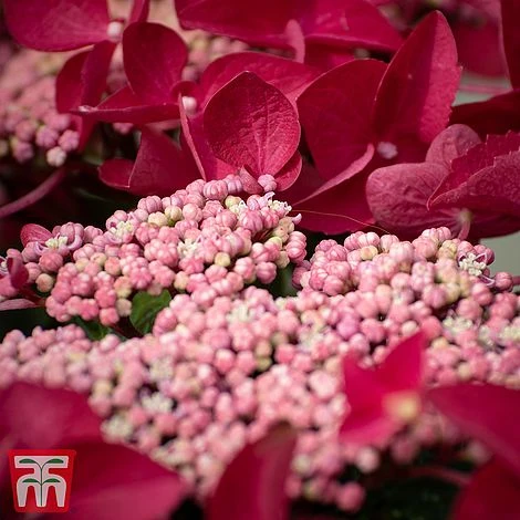 Hydrangea Macrophylla 'Rotschwanz' 3 Hydrangea Macrophylla 'Rotschwanz'