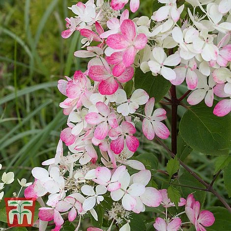 Hydrangea Paniculata 'Dart's Little Dot' 3 Hydrangea Paniculata 'Dart's Little Dot'