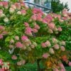 Hydrangea Paniculata 'Mega Mindy' -Plants Sales Store T66249 HYDR 1
