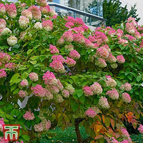 Hydrangea Paniculata 'Mega Mindy' 3 Hydrangea Paniculata 'Mega Mindy'