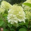 Hydrangea Paniculata 'Silver Dollar' -Plants Sales Store T66251 HYDR 1