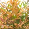 Nandina Domestica 'Gulfstream' 2 Nandina Domestica 'Gulfstream' -Plants Sales Store T66351 NAND 1