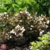 Weigela 'Black And White' -Plants Sales Store T66523 WEIG 1