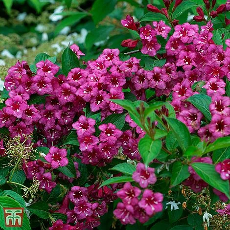 Weigela 'Minuet' 3 Weigela 'Minuet'