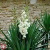 Yucca Filamentosa 1 Yucca Filamentosa -Plants Sales Store T66536 YUCC 1