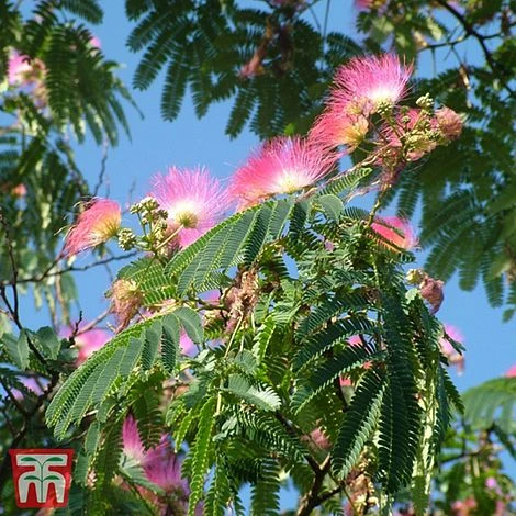 Albizia Julibrissin 'Ombrella' 4 Albizia Julibrissin 'Ombrella' - Image 2